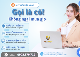 Những lưu ý khi diệt mối văn phòng