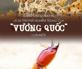 DỊCH VỤ DIỆT MỐI Ở QUẬN 1