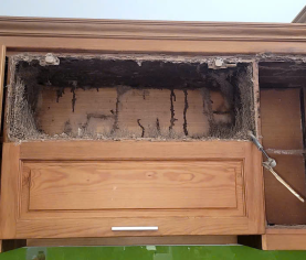 DIỆT MỐI CUỐI NĂM – BẢO VỆ NHÀ CỬA ĐÓN TẾT AN TÂM