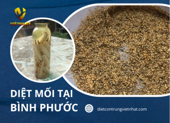 DIỆT MỐI TẬN GỐC TẠI BÌNH PHƯỚC