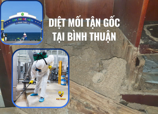 DIỆT MỐI TẬN GỐC TẠI BÌNH THUẬN