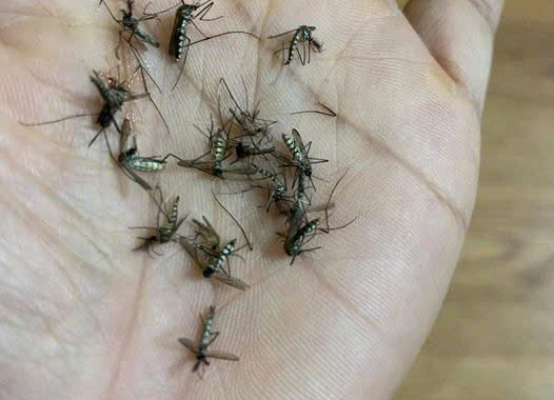 DỊCH VỤ DIỆT CÔN TRÙNG