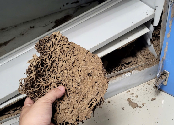 diệt mối tận gốc vũng tàu