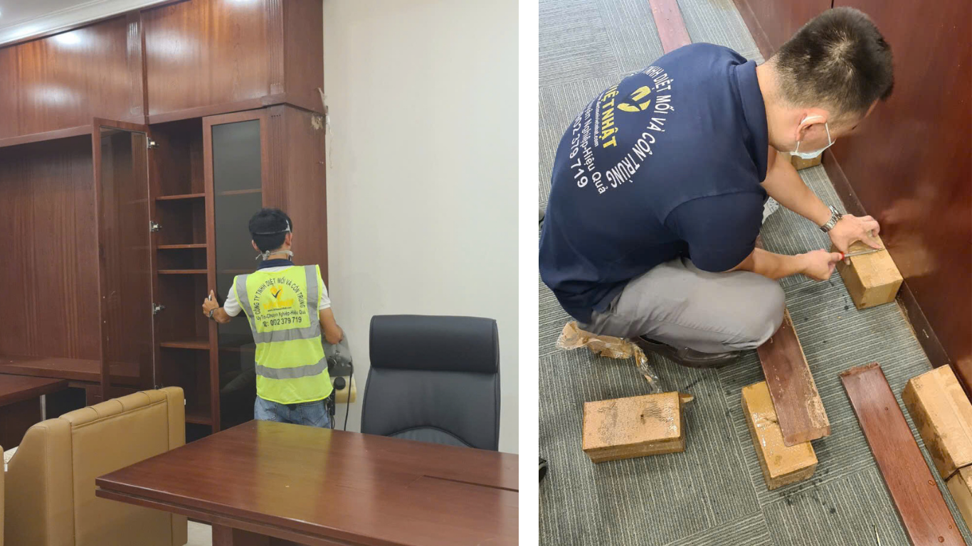 DIỆT MỐI TẬN GỐC TẠI BÌNH THUẬN