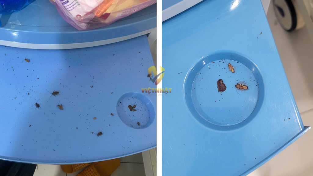 DỊCH VỤ DIỆT CÔN TRÙNG