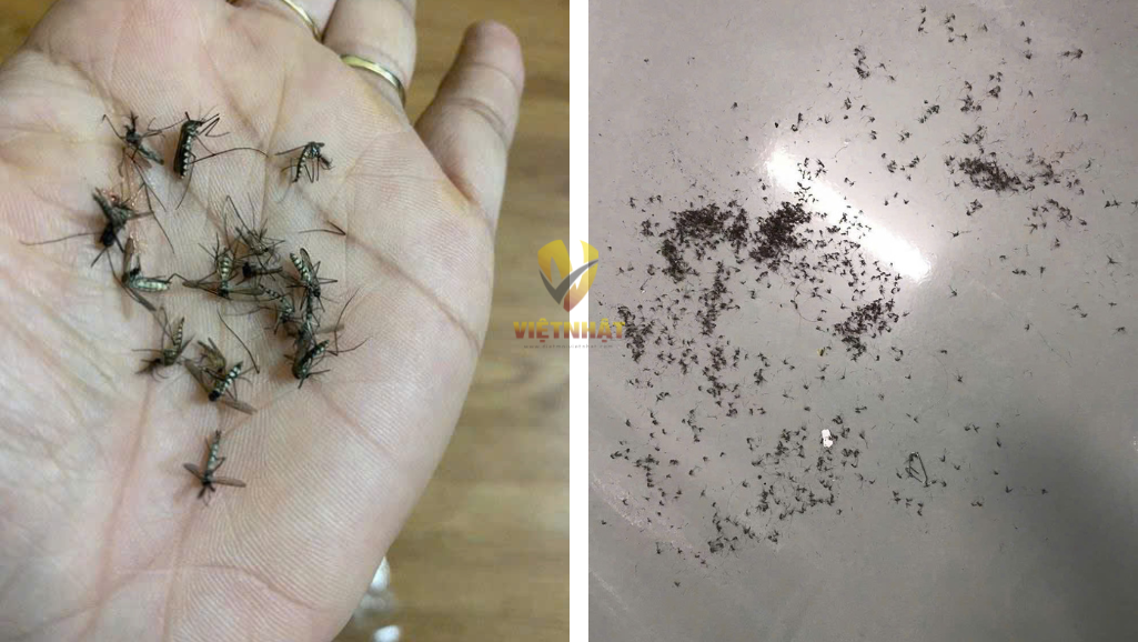 DỊCH VỤ DIỆT CÔN TRÙNG