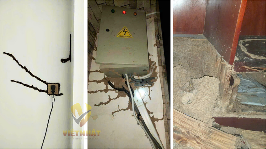 DIỆT MỐI TẬN GỐC TẠI VĨNH LONG