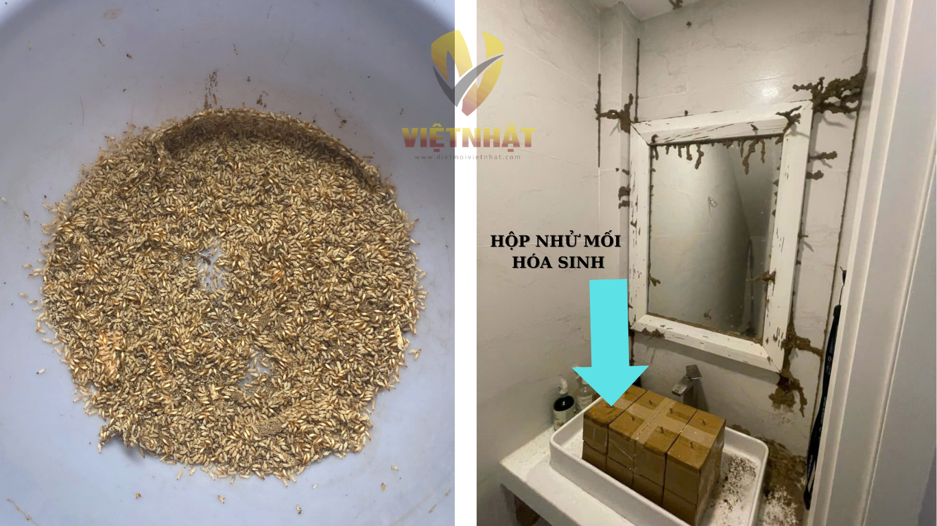 DIỆT MỐI TẬN GỐC TẠI CẦN THƠ