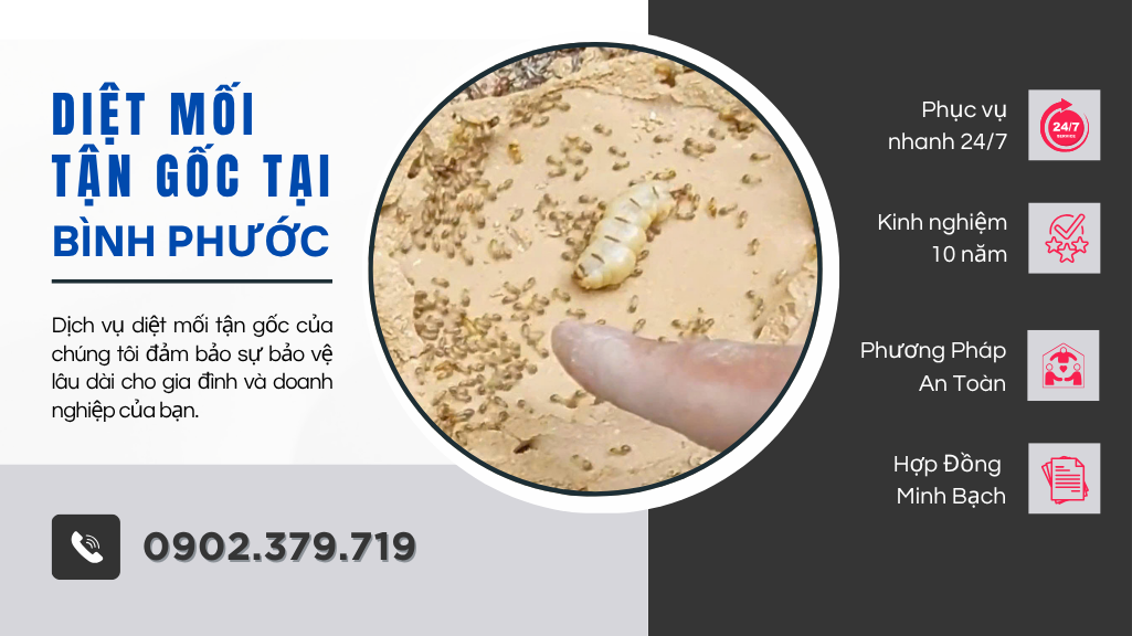 DIỆT MỐI TẬN GỐC TẠI BÌNH PHƯỚC
