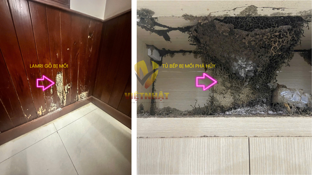 DIỆT MỐI TẬN GỐC TẠI BÌNH THUẬN
