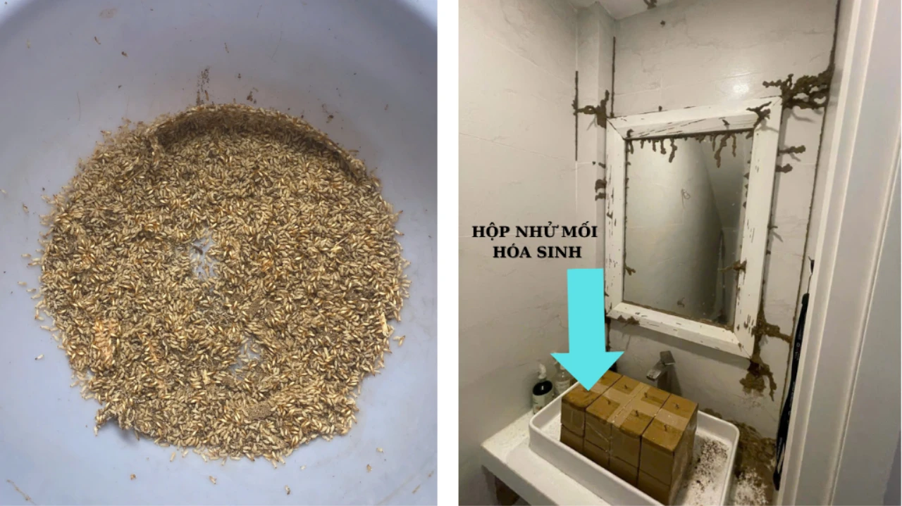 Đặt trạm bả mối, diệt mối sinh học không khoan đục