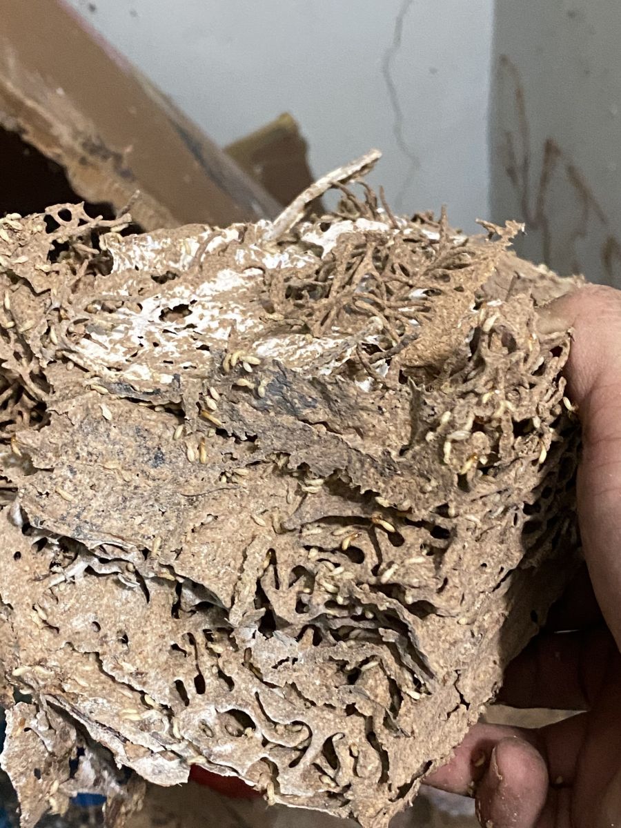 DIỆT MỐI KHO XƯỞNG