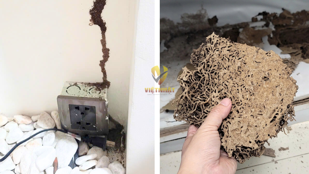 diệt mối tận gốc Vũng Tàu