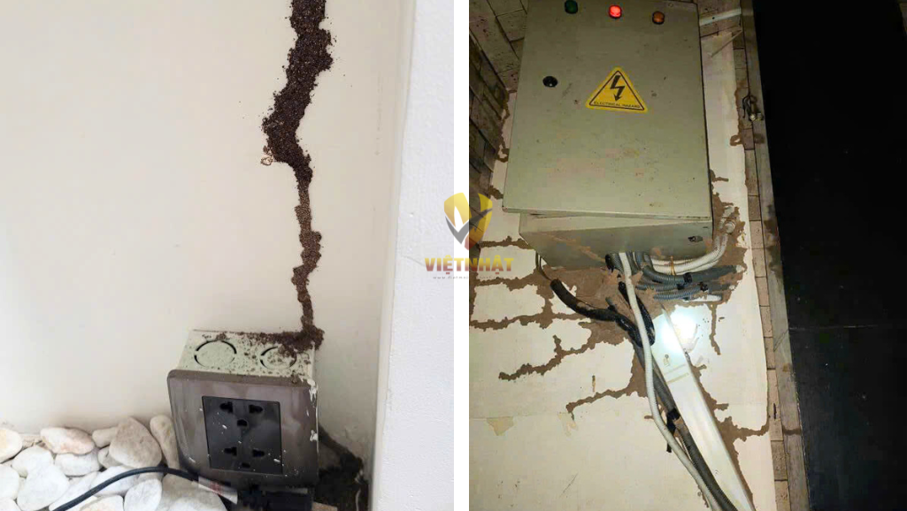 DỊCH VỤ DIỆT MỐI TẬN GỐC VÀ PHÒNG CHỐNG MỐI CÔNG TRÌNH