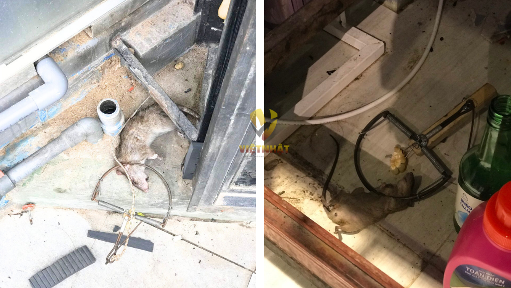 DỊCH VỤ DIỆT CÔN TRÙNG
